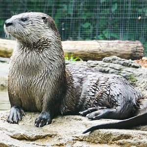 May. 2021 - Wolf Woods - River Otter