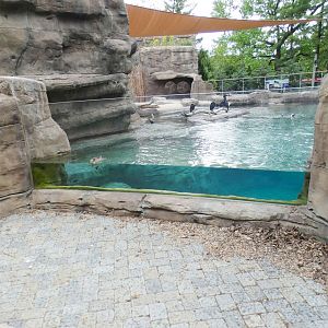 May. 2021 - Penguin Point (New 2020) - Four Species