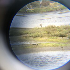 Blue Heron and Green Heron