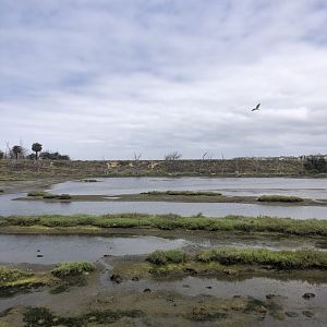 Wetlands with Black Crowned Night Heron