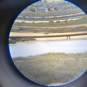 Coyote on an Oil Pipeline