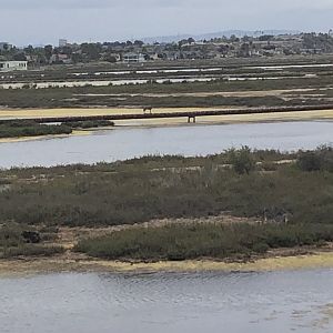 Coyote on an Oil Pipeline