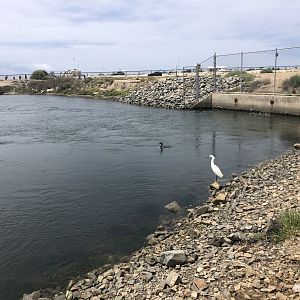 Cormorant and Snowy Egret