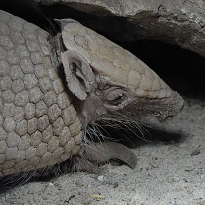 Three-banded armadillo