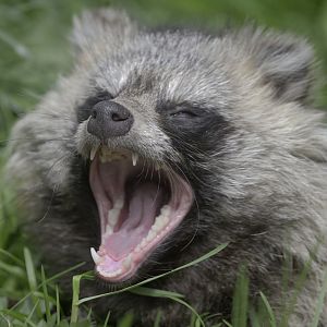 Raccoon dog yawning
