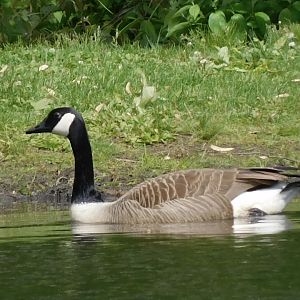 Canada goose