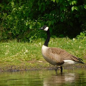 Canada goose