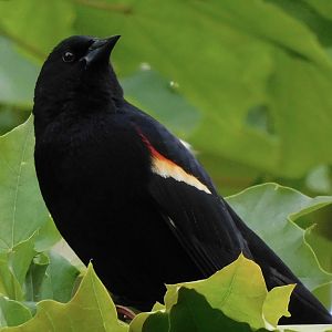 Red winged black bird