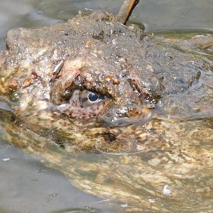Snapping turtle