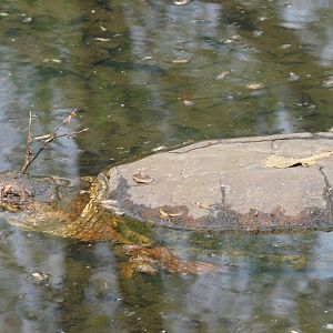 Snapping turtle