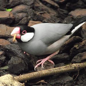 Javan Sparrow - Zooparc de Beauval - 04/2016