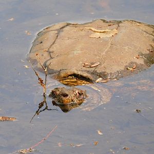 Snapping turtle