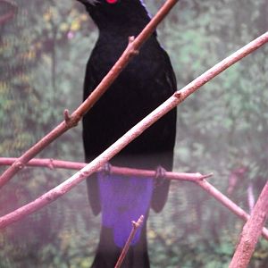 Asian Fairy-bluebird - Zooparc de Beauval - 02/2014