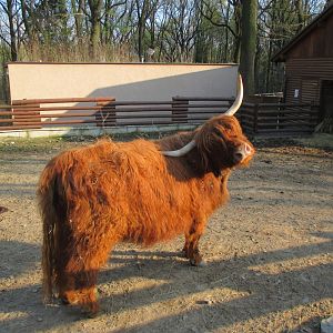 Highland cattle
