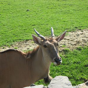 Common eland