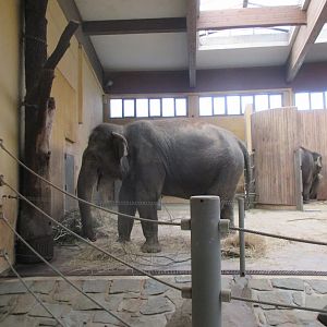 Asian elephant- Vishesh