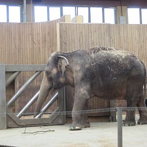 Asian elephant- Johti