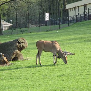 Common eland