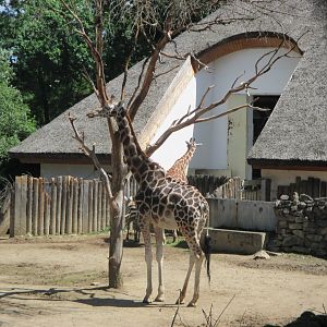 Rothschild's giraffe Kamila