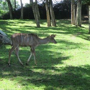 Greater kudu- juvenile