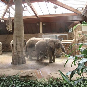 African elephant's house