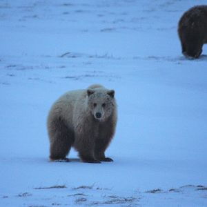 Brown Bears - Alaska