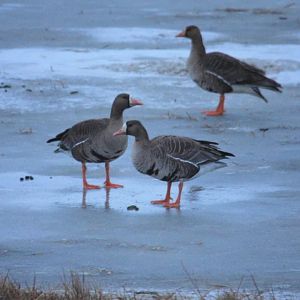 Greater White-fronted Geese - Alaska