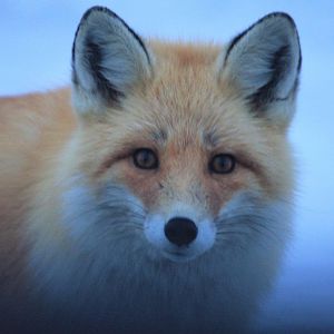Red Fox - Alaska