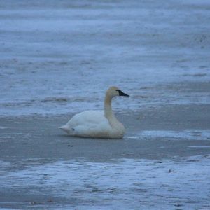 Tundra Swan - Alaska