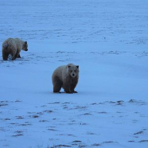 Brown Bears - Alaska