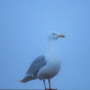 Glaucous Gull - Alaska