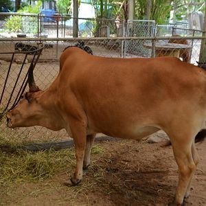 Zebu