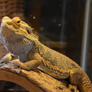 Bearded Dragon