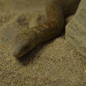 Legless Lizard