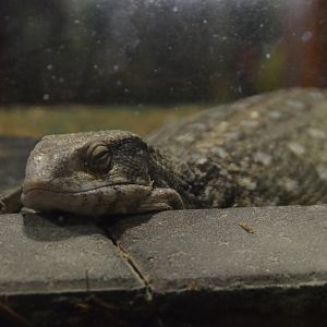 Savannah Monitor