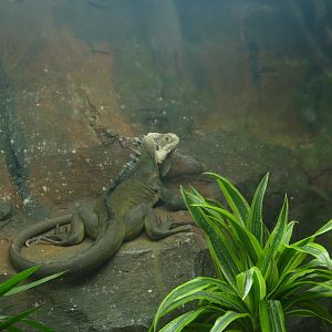 Lesser Antillean iguana, Tropical Trails, May 2021