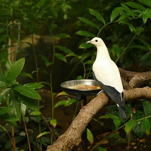 Pied imperial pigeon, Tropical Trails, May 2021