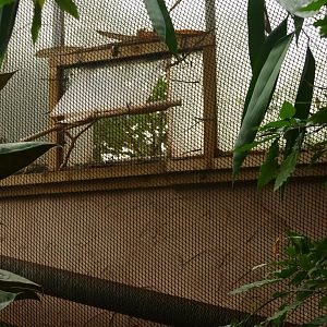 Linking window, Tropical Trails, May 2021