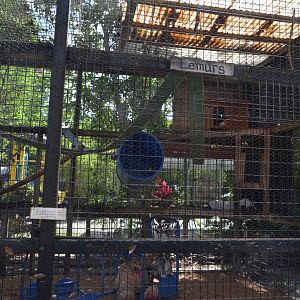 Lemur Exhibit