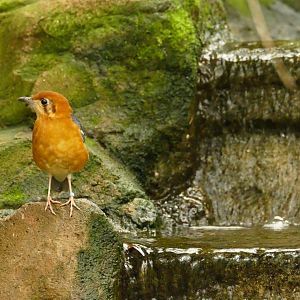 Orange-headed ground thrush, between Tropical and Desert houses, May 2021