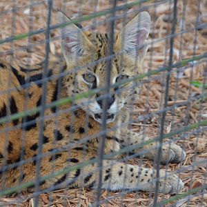 African Serval