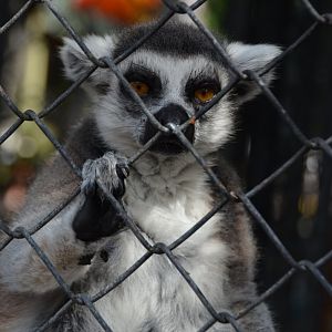 Ring-Tailed Lemur