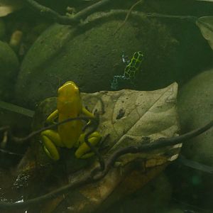 Golden poison dart and Variable poison dart frogs, Amphibian Ark, May 2021