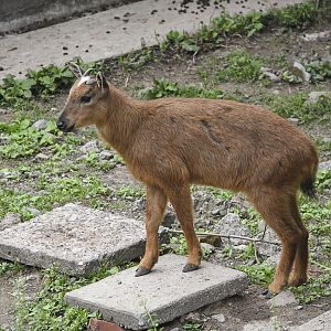 Red Goral