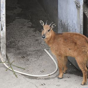Red Goral