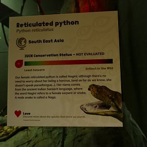 Reticulated python sign, Croc Swamp, May 2021