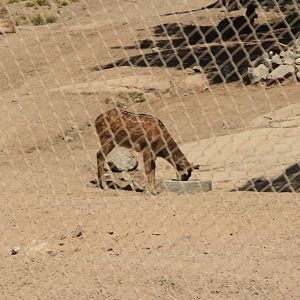 The Last Mandarin Sika