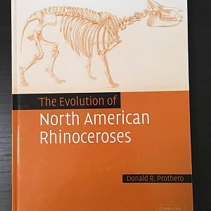 The Evolution of North American Rhinoceroses