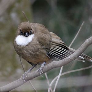 White-throated laughingthrush (Pterorhinus/Garrulax albogularis)