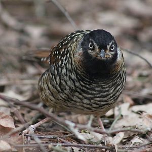 Spotted Laughingthrush (Garrulax ocellatus)